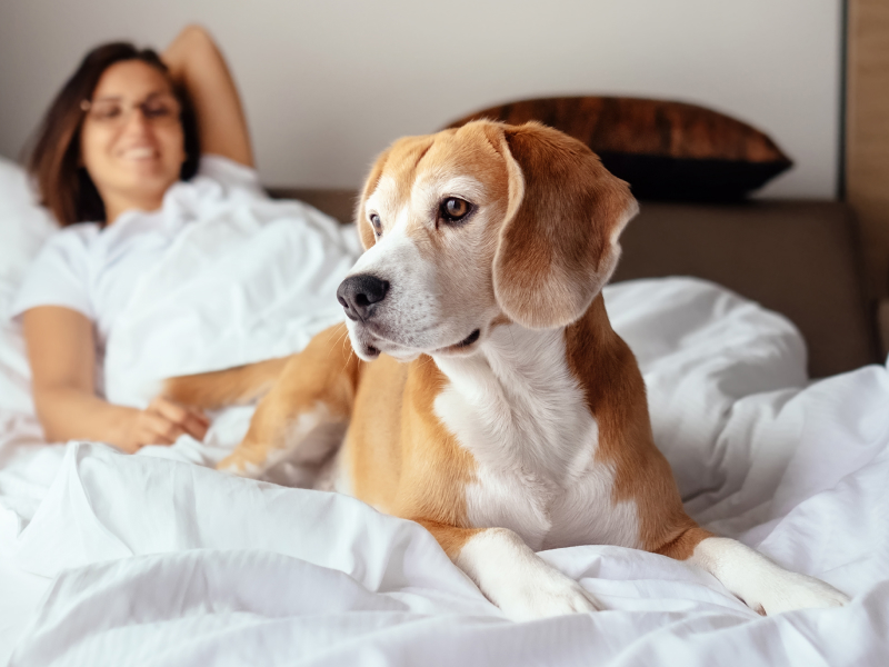 Pet Package at LivINN Hotel Minneapolis NorthFridley